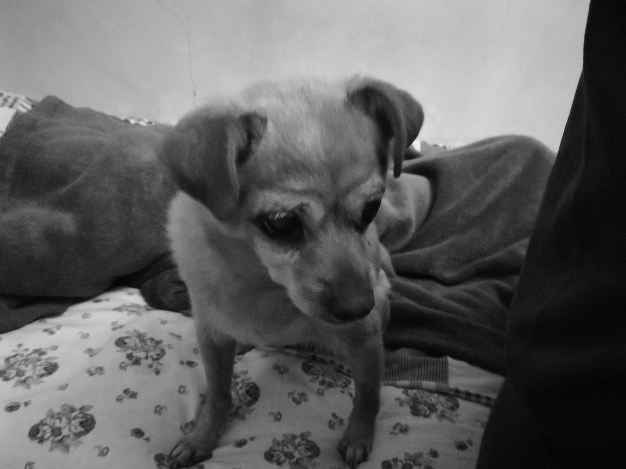 炫狗狂魔（图ZMTA1MDQ3NzY0） - 宠物摄影 - 站酷设计师NeverF原创素材 - 站酷ZCOOL