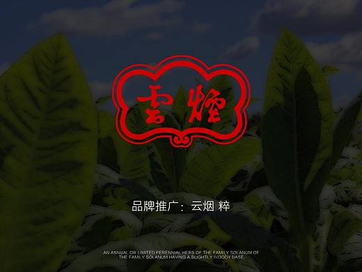 品牌推广：云烟 粹