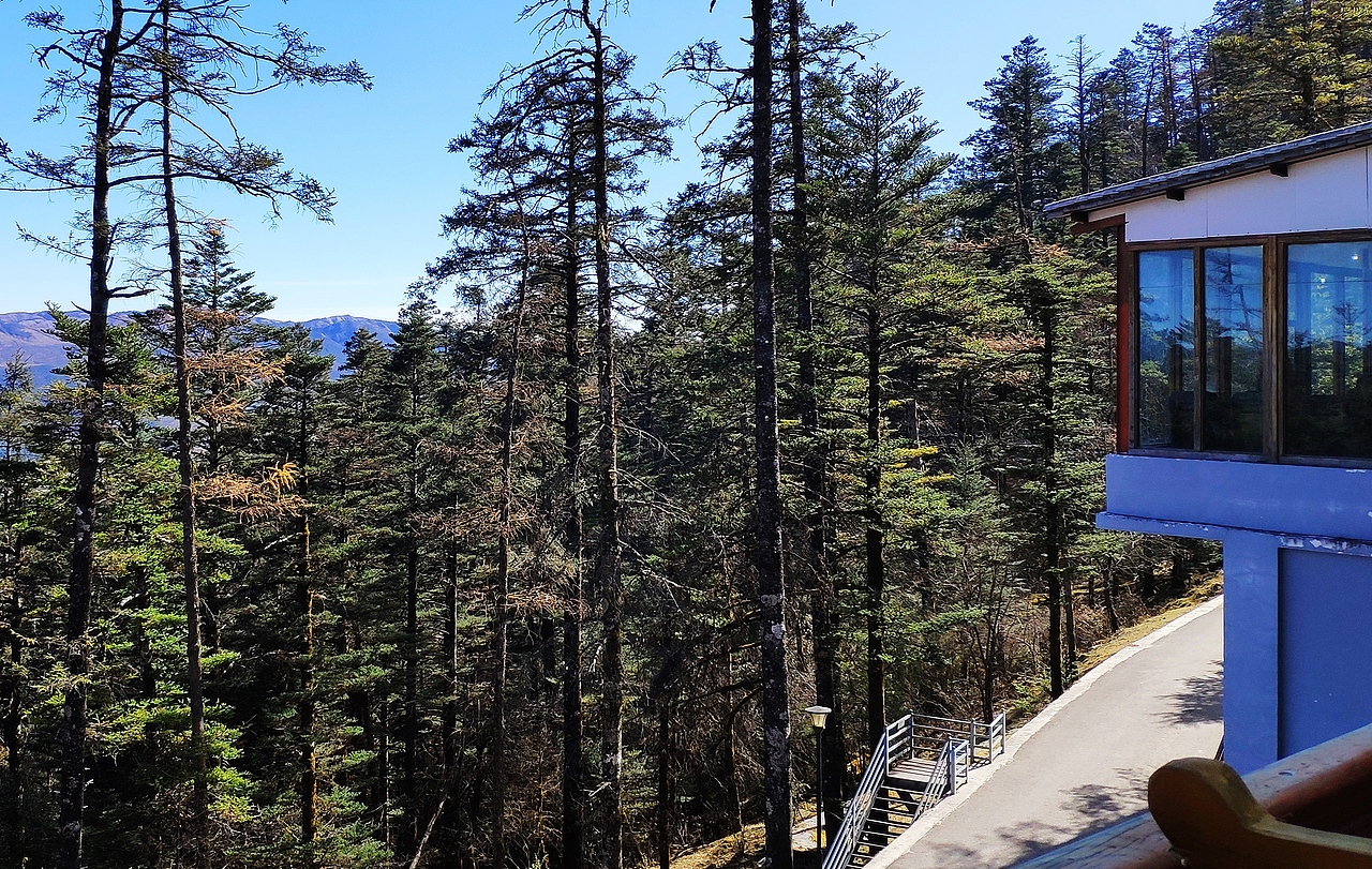 丛林深处的眺望