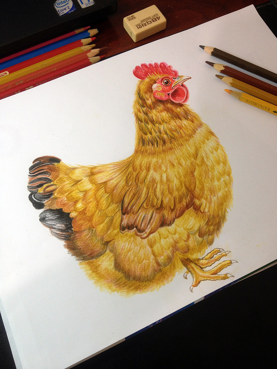 傲娇的母鸡绘画图片