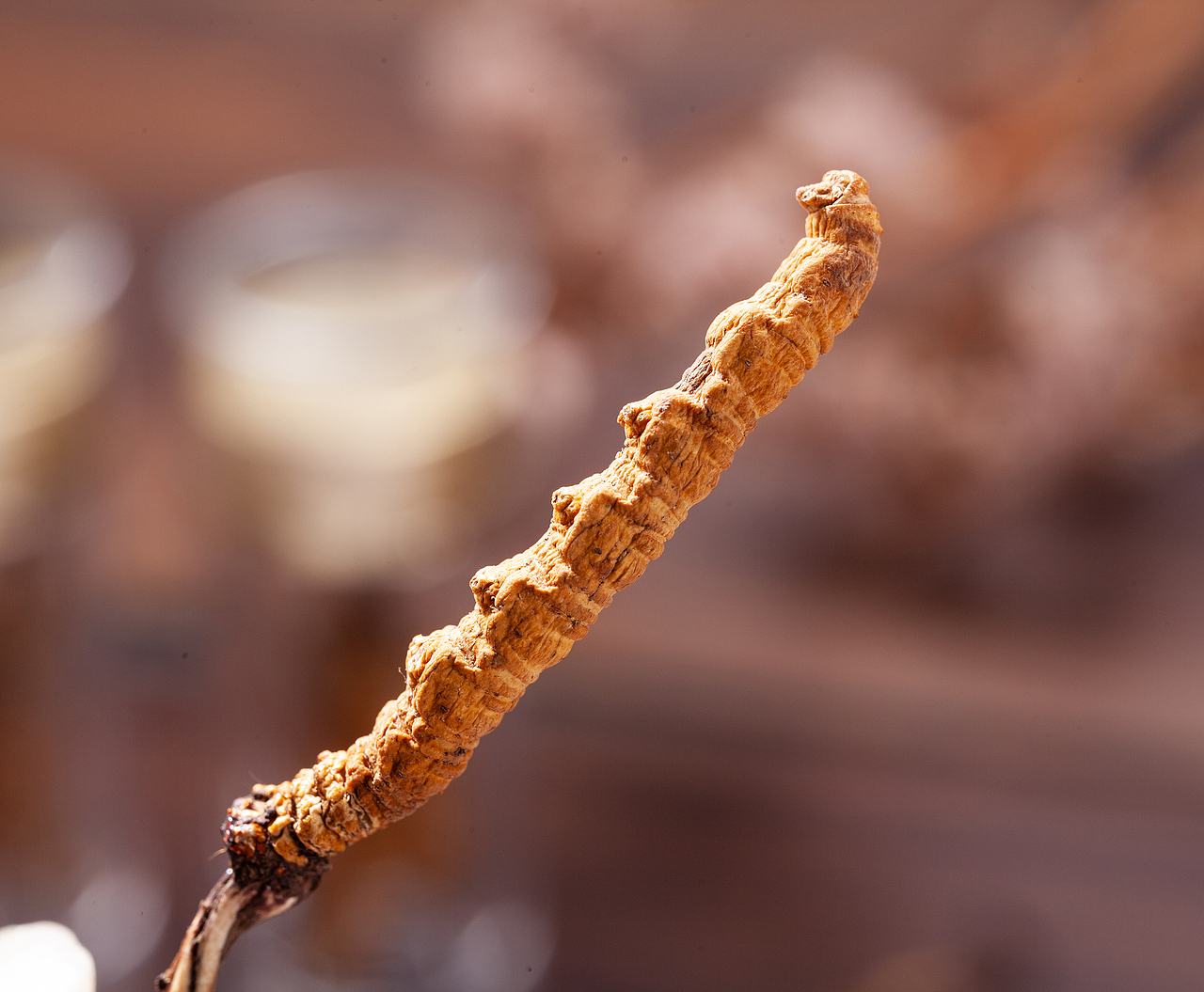 冬虫草产品拍摄 产品寄拍 视频制作 滋补拼摄影（图ZMjI0NDE2MjY4） - 产品摄影 - 站酷设计师岭南视觉原创素材 - 站酷ZCOOL