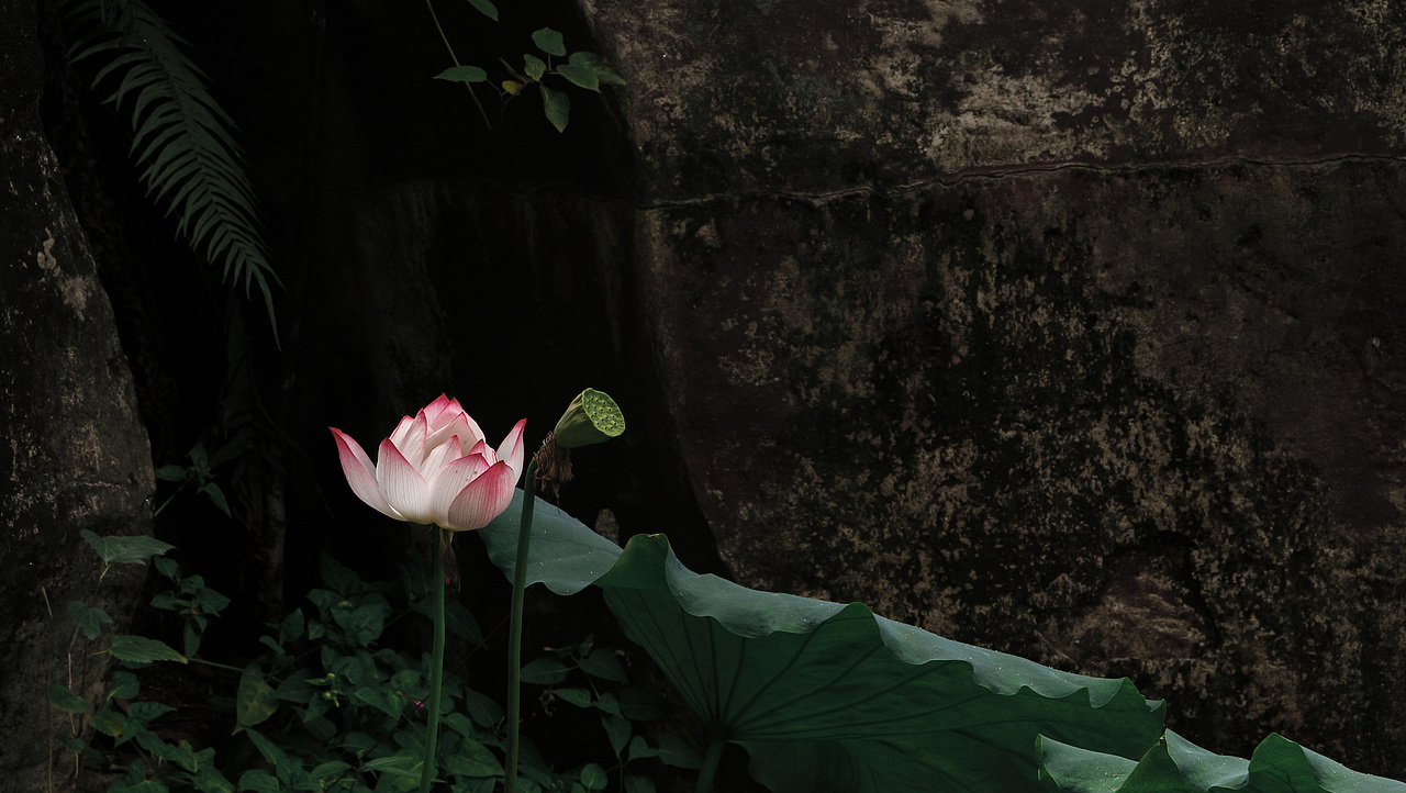 老年人的日常——周末-公园-荷塘（图ZMjYzMDAwMzA4） - 风光摄影 - 站酷设计师是叉叉吖原创素材 - 站酷ZCOOL