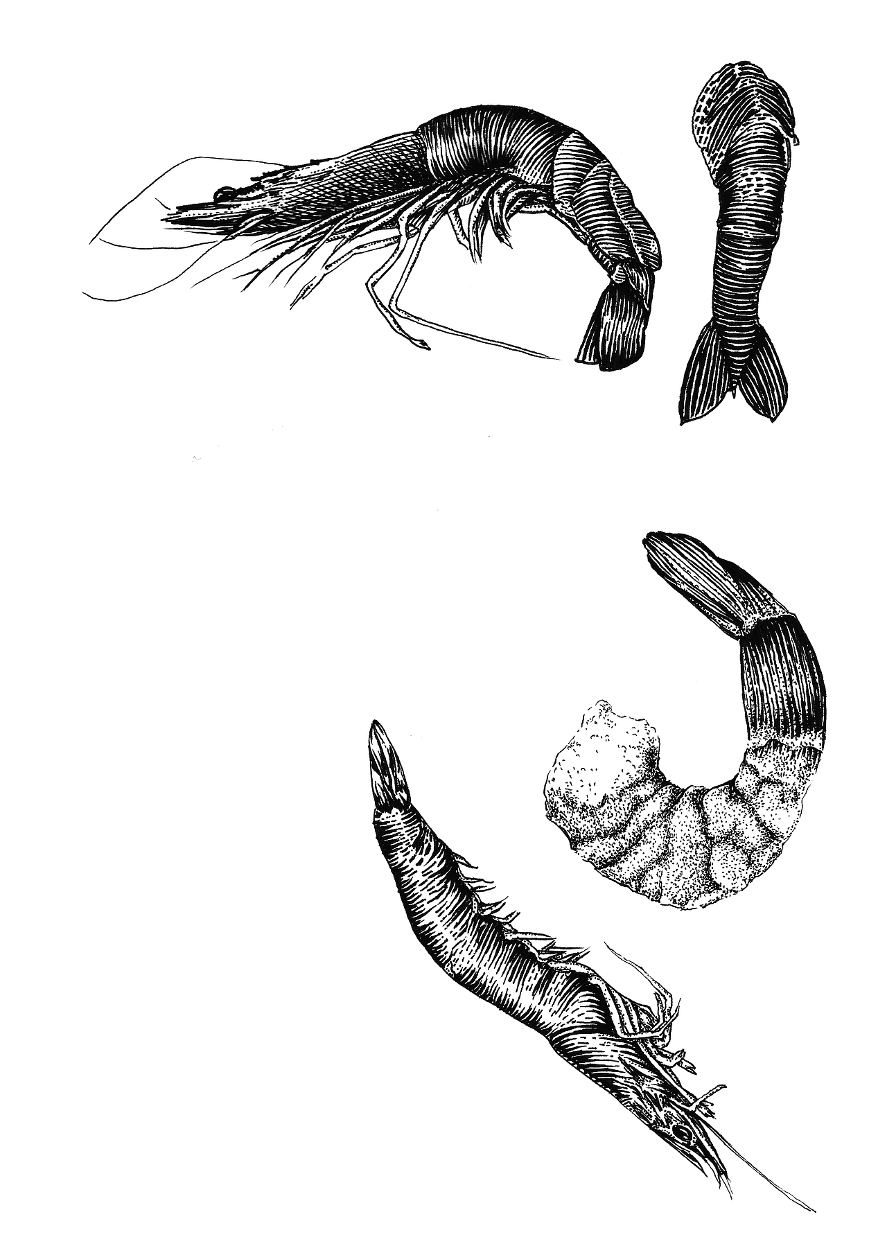 版画 手绘黑白画 大虾