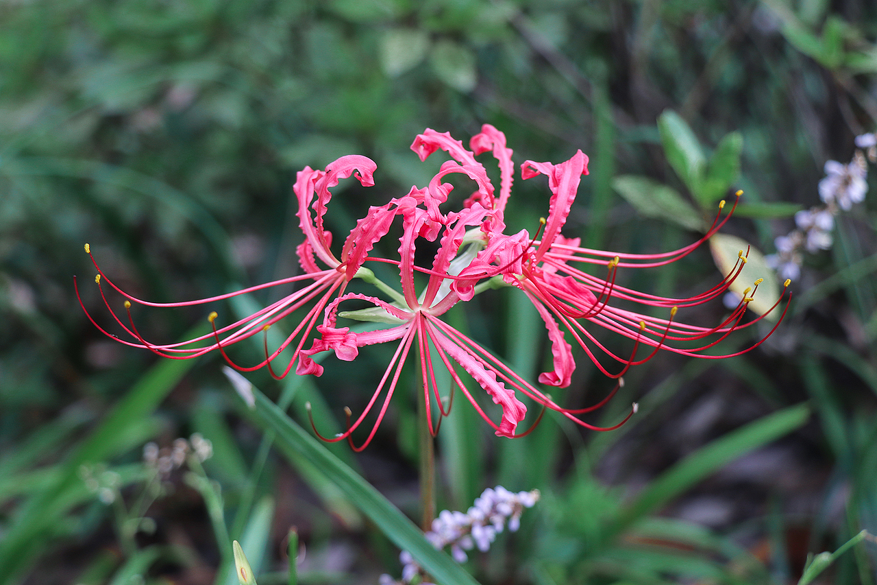 彼岸花·曼珠沙华（图ZMTg0MTY4OTEy） - 风光摄影 - 站酷设计师公子雪原创素材 - 站酷ZCOOL