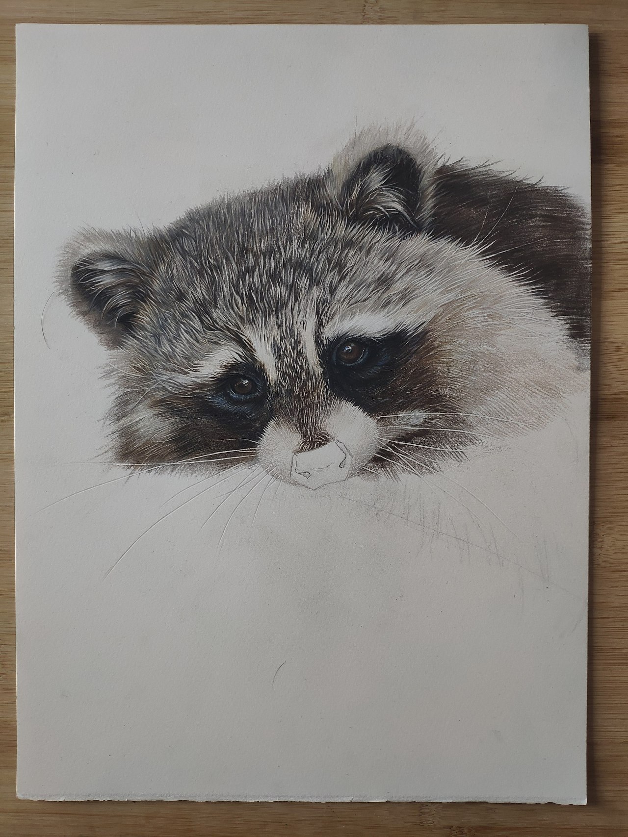 彩铅小浣熊|纯艺术|绘画|马行画彩铅 - 原创作品 - 站酷 (zcool)