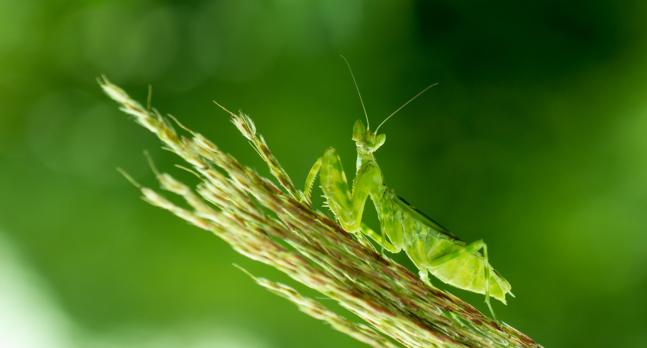老蛙60mm拍螳螂,自然光