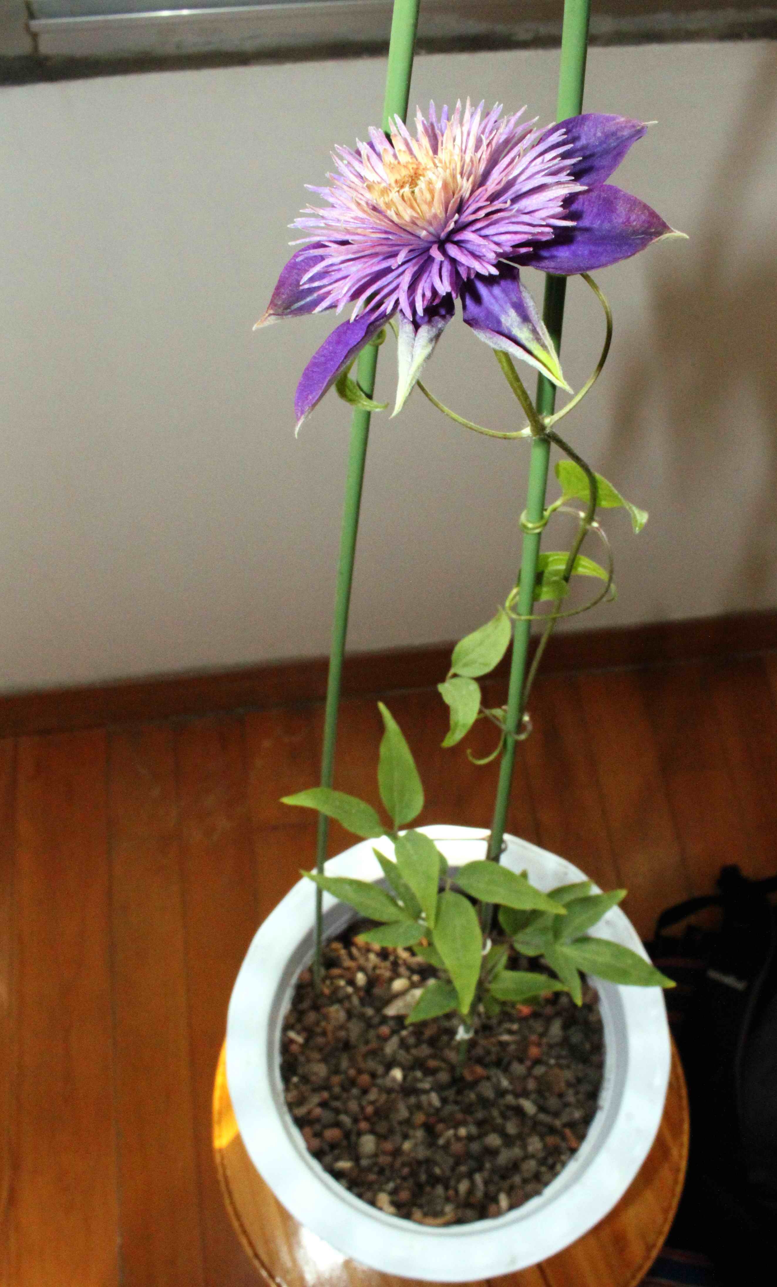 铁线莲——多蓝