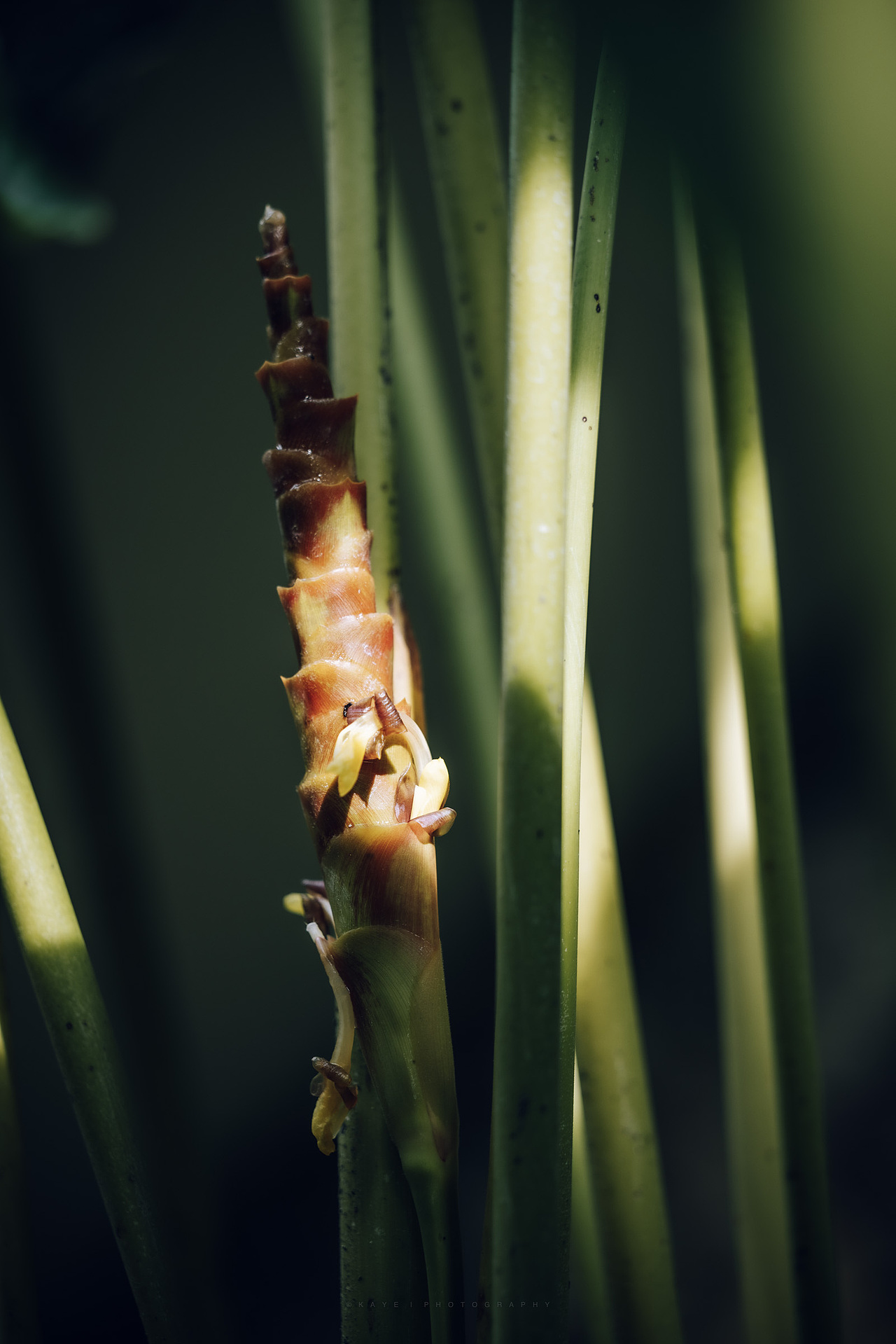 闯入热带雨林之后的旅程~