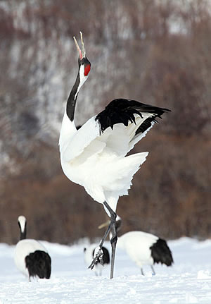鹤的姿态 这张照片来自百度搜索