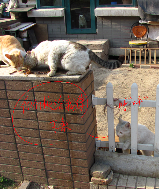 我结交了一群新朋友（图ZMjc2MjE2OTY=） - 文案/策划 - 站酷设计师画师x如也原创素材 - 站酷ZCOOL