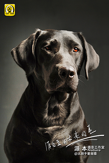 拉布拉多&nbsp;寻回犬