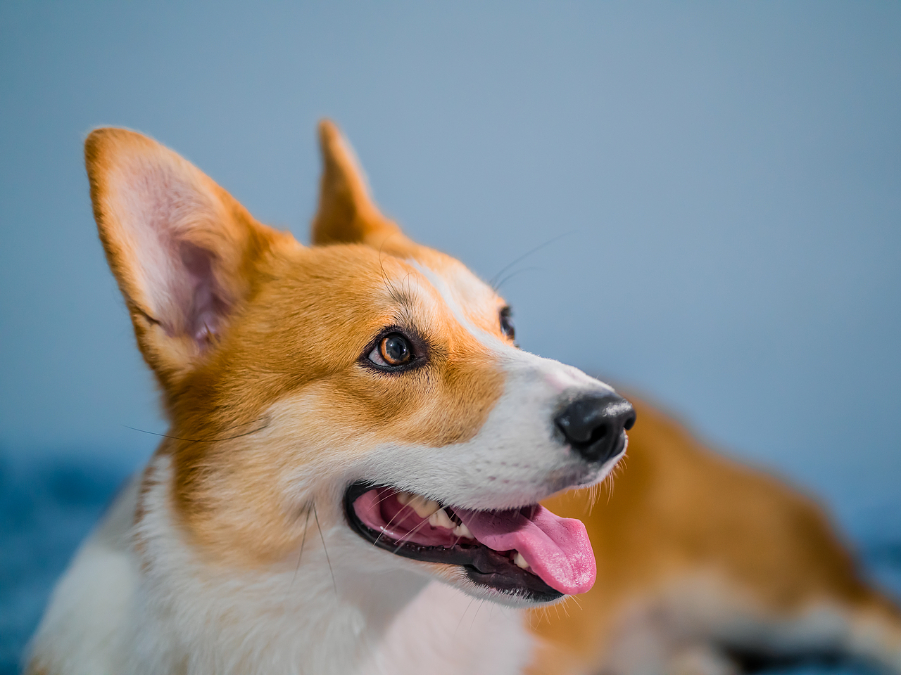 云撸小飞基（图ZMjI1OTI3NzQ4） - 宠物摄影 - 站酷设计师熊多雷原创素材 - 站酷ZCOOL