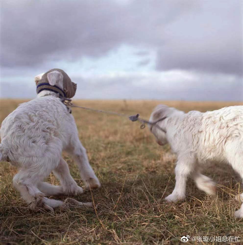 Z12453139的个人主页（背景预览） - 主页背景设置 - 站酷设计师Z12453139原创素材 - 站酷ZCOOL