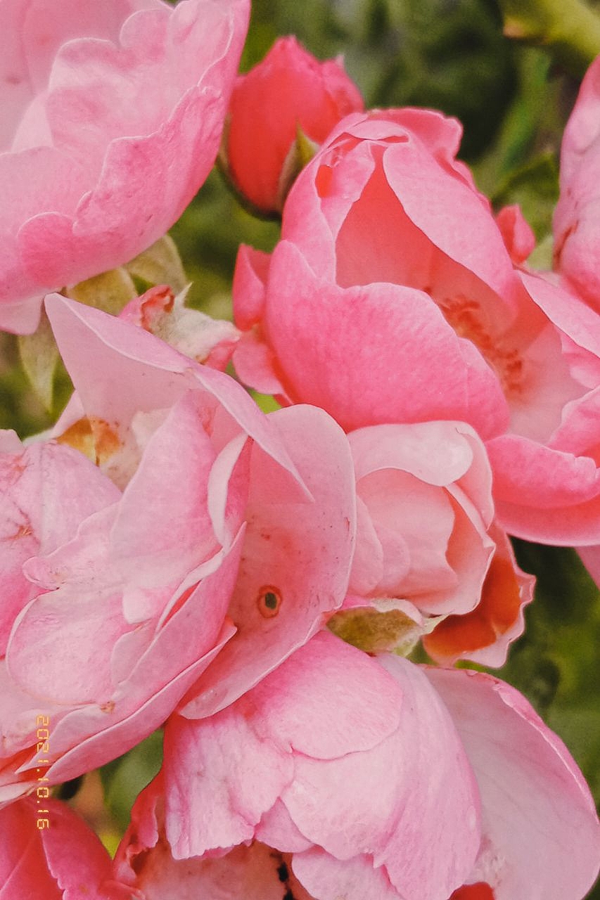 手机里的胶片（图ZMjg0MjU2Njky） - 风光摄影 - 站酷设计师狮鱼原创素材 - 站酷ZCOOL