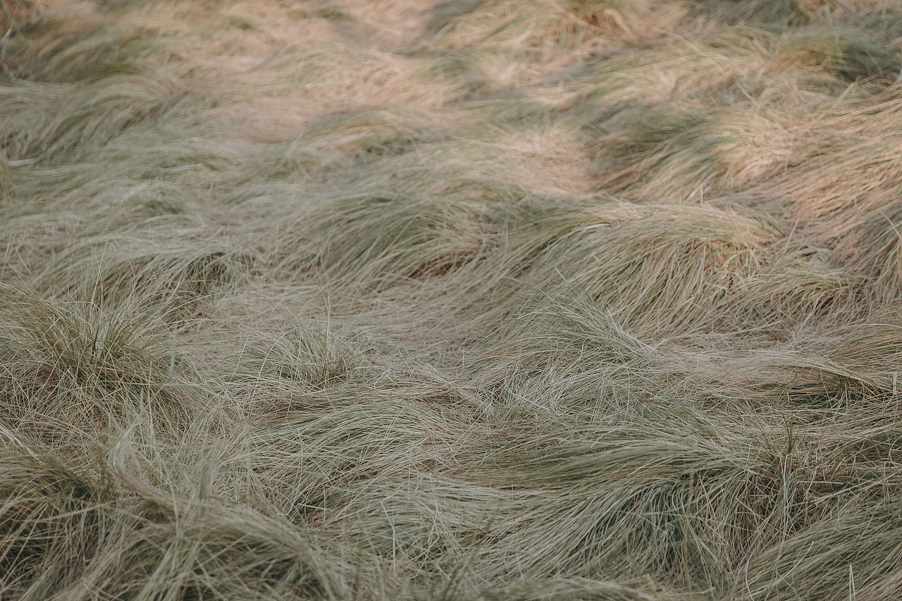 “lolo calo harmatan”