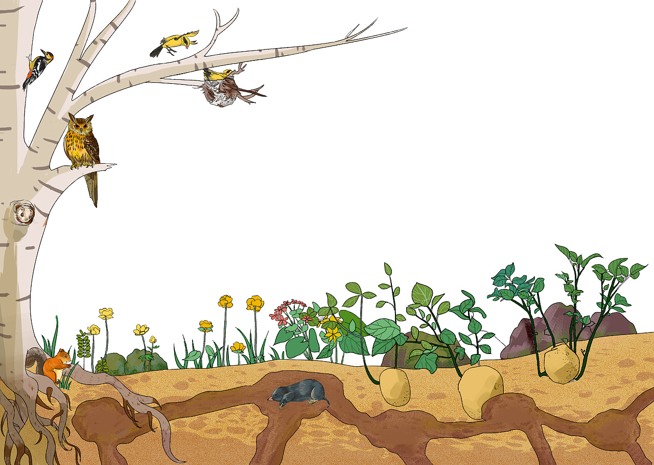 森林报插图|插画|儿童插画|huahuahuaha - 原创作品 - 站酷 (zcool)