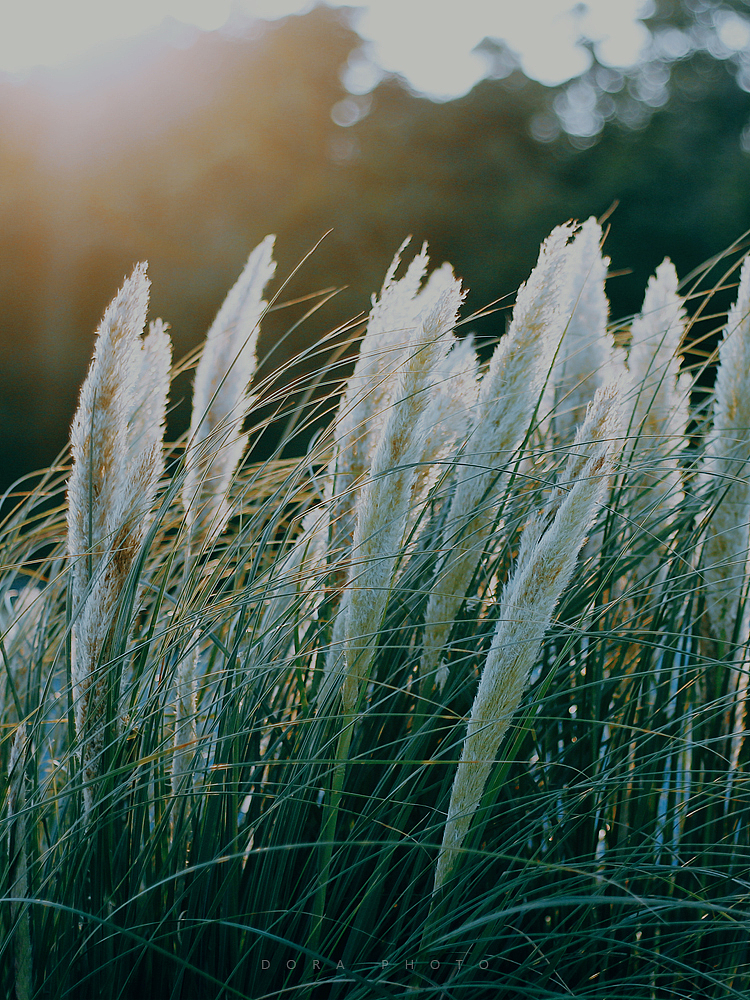 小小世界里的如风过客（图ZMzI0OTg5MTA0） - 其他摄影 - 站酷设计师朵拉影像原创素材 - 站酷ZCOOL