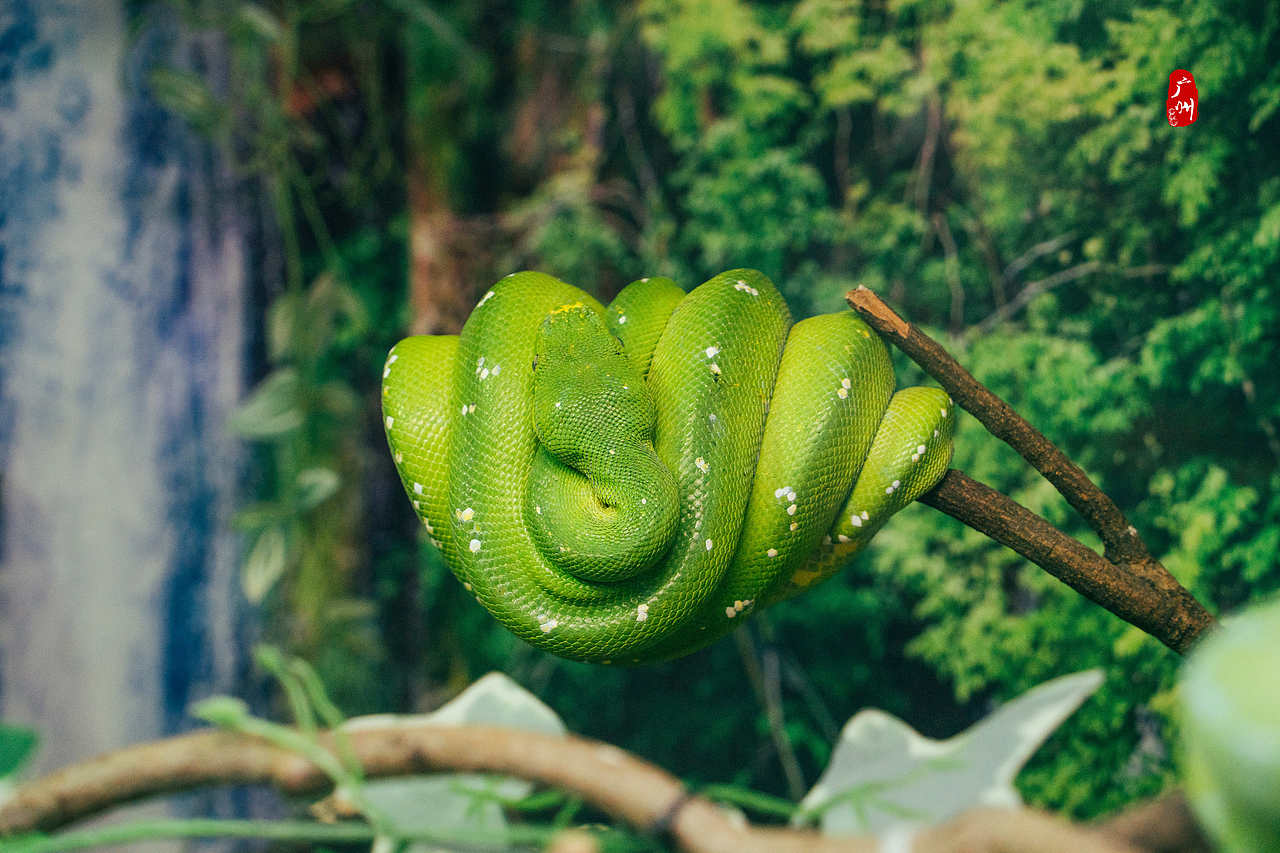 随手拍·广州动物园(水栖类)