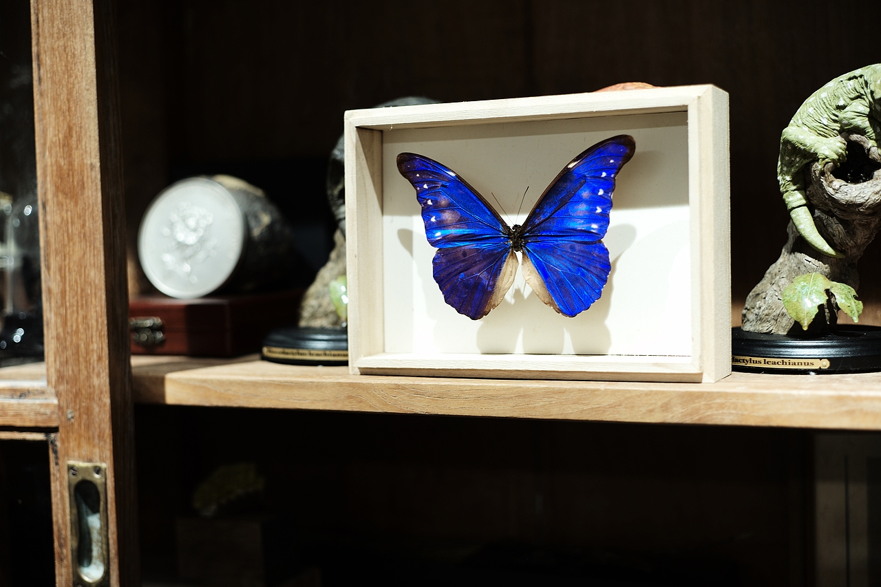 设计师的虫虫工作室(爬宠、昆虫)