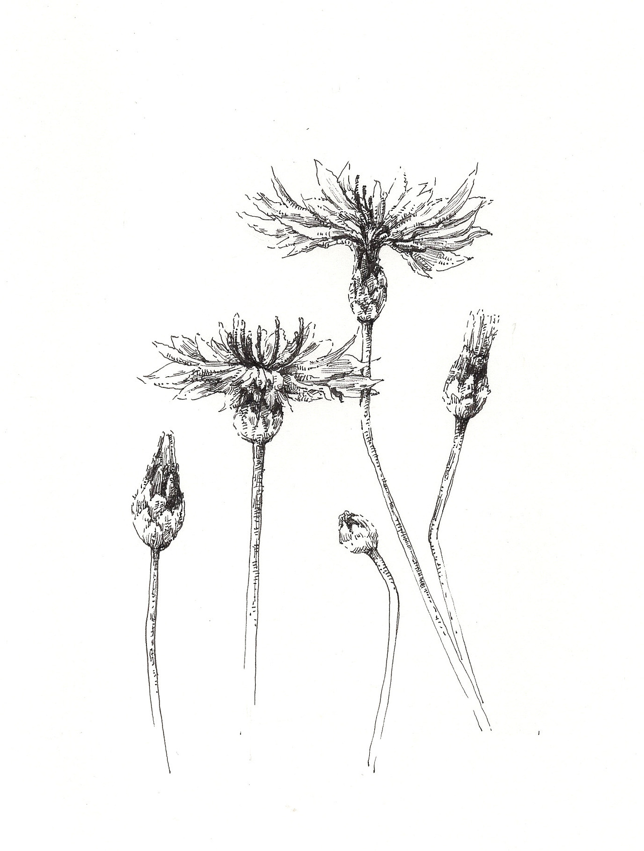 黑白手绘植物——花儿