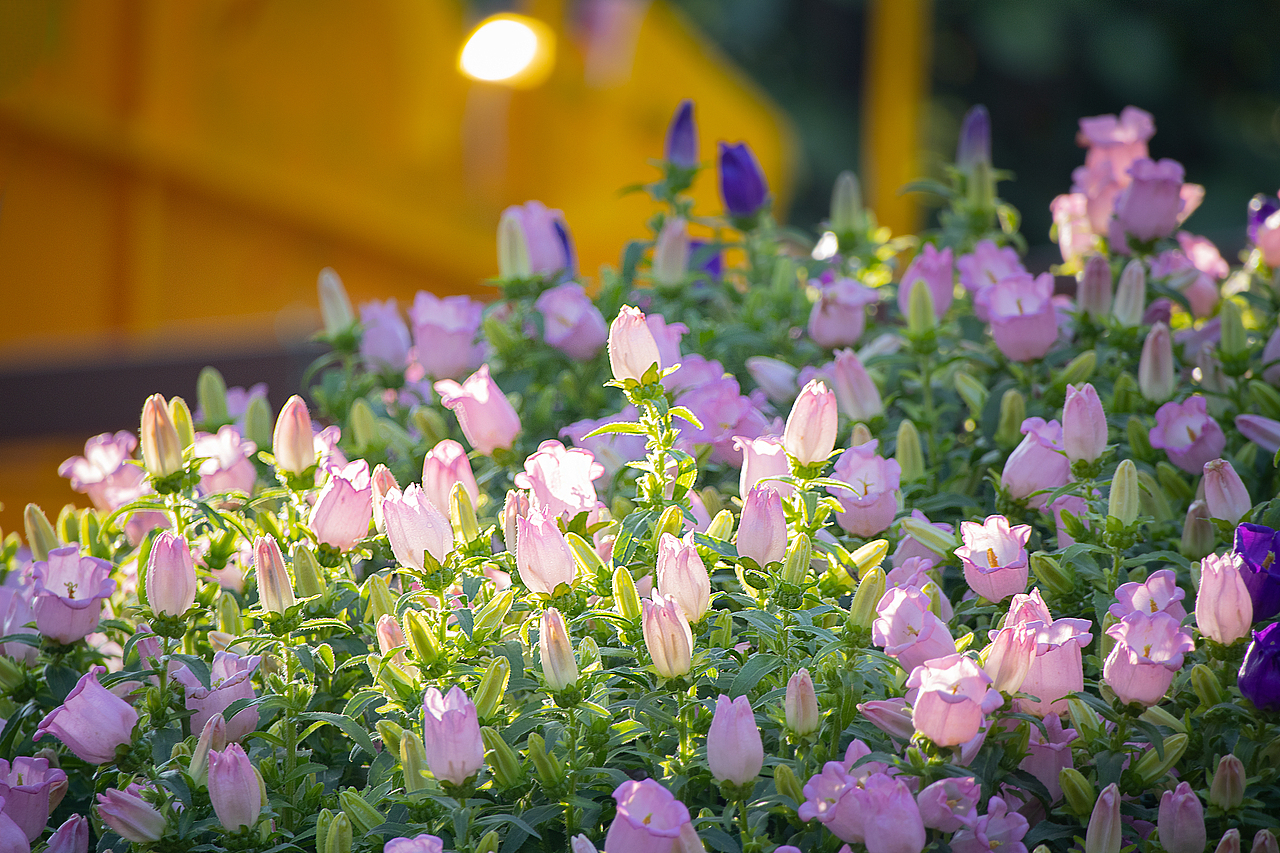 植物（图ZMzMyODQzMDc2） - 风光摄影 - 站酷设计师千柚橘原创素材 - 站酷ZCOOL