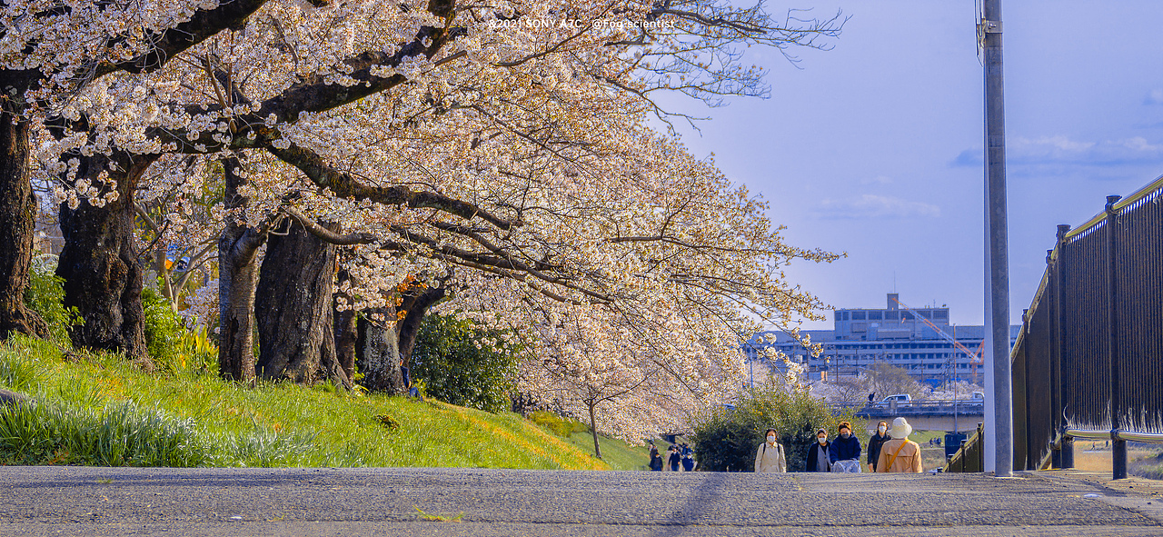 鸭川樱花季 | photo | 雾里学家scientis | 18