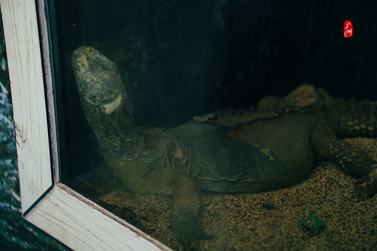 随手拍·广州动物园(水栖类)