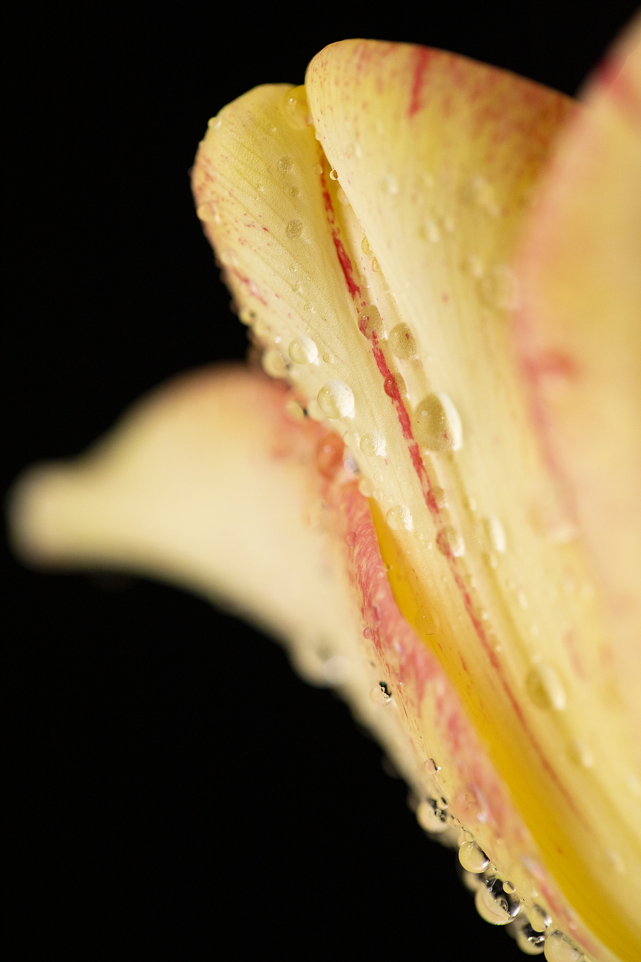 静物摄影 | 郁金香