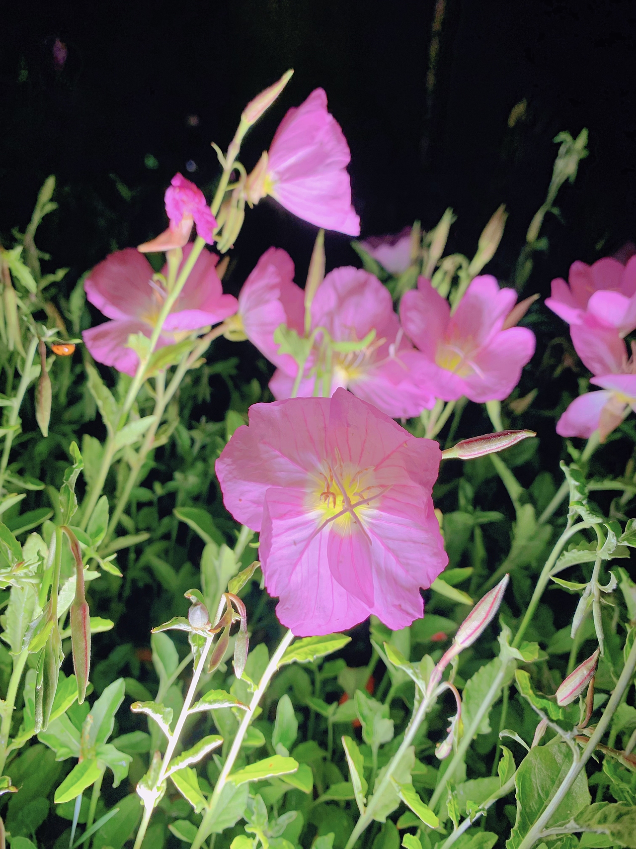 五一來南京~（圖ZMzM4MzQyMTgw） - 風(fēng)光攝影 - 站酷設(shè)計(jì)師瑾廷原創(chuàng)素材 - 站酷ZCOOL