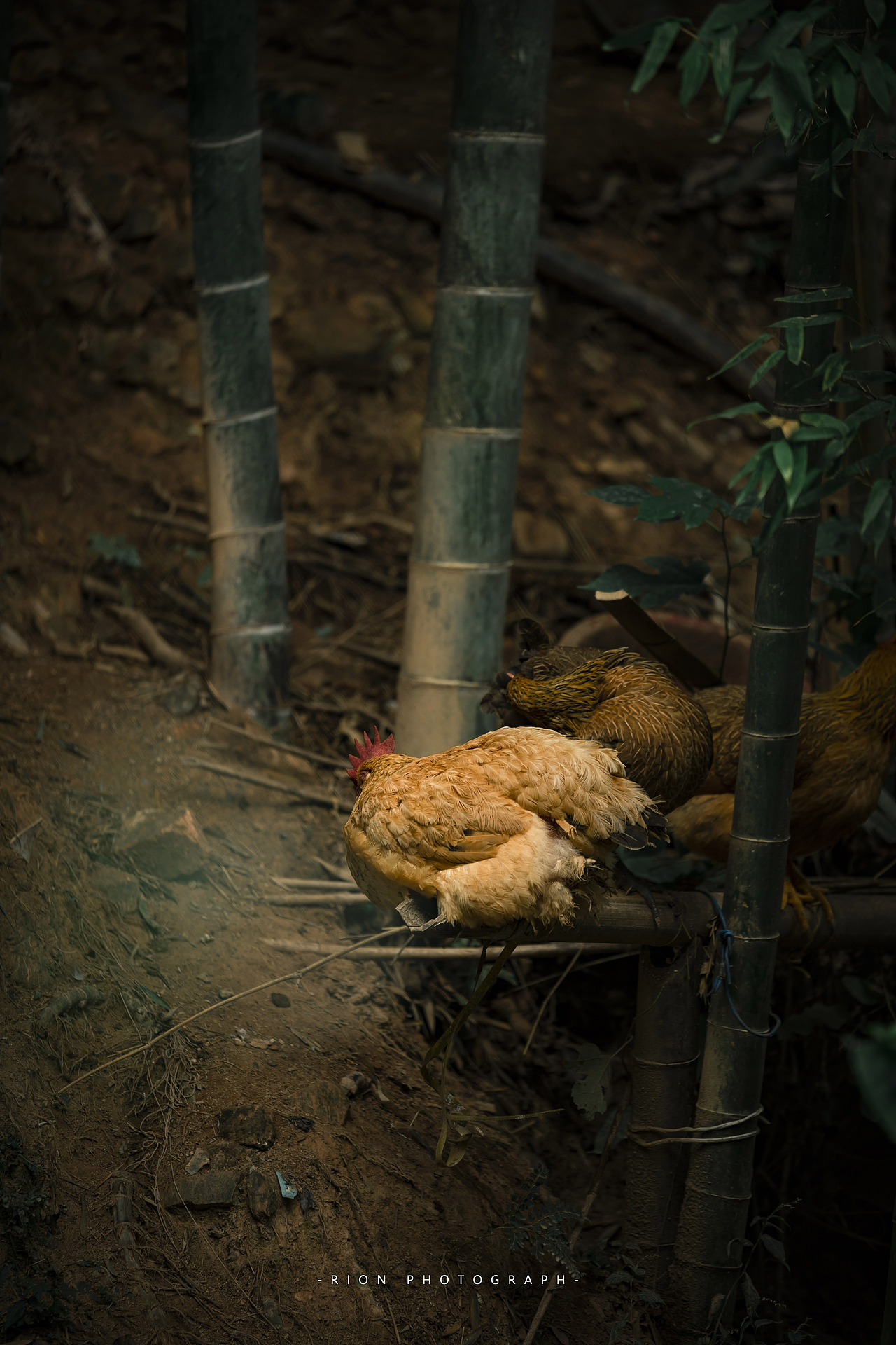 风光摄影丨秋意渐浓的龙胜梯田#WOW