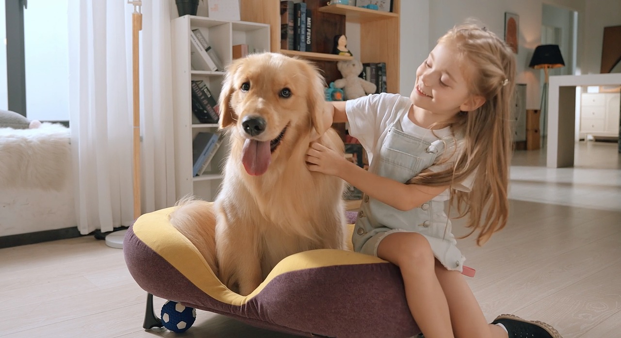 pawgoes宠物床 众筹视频