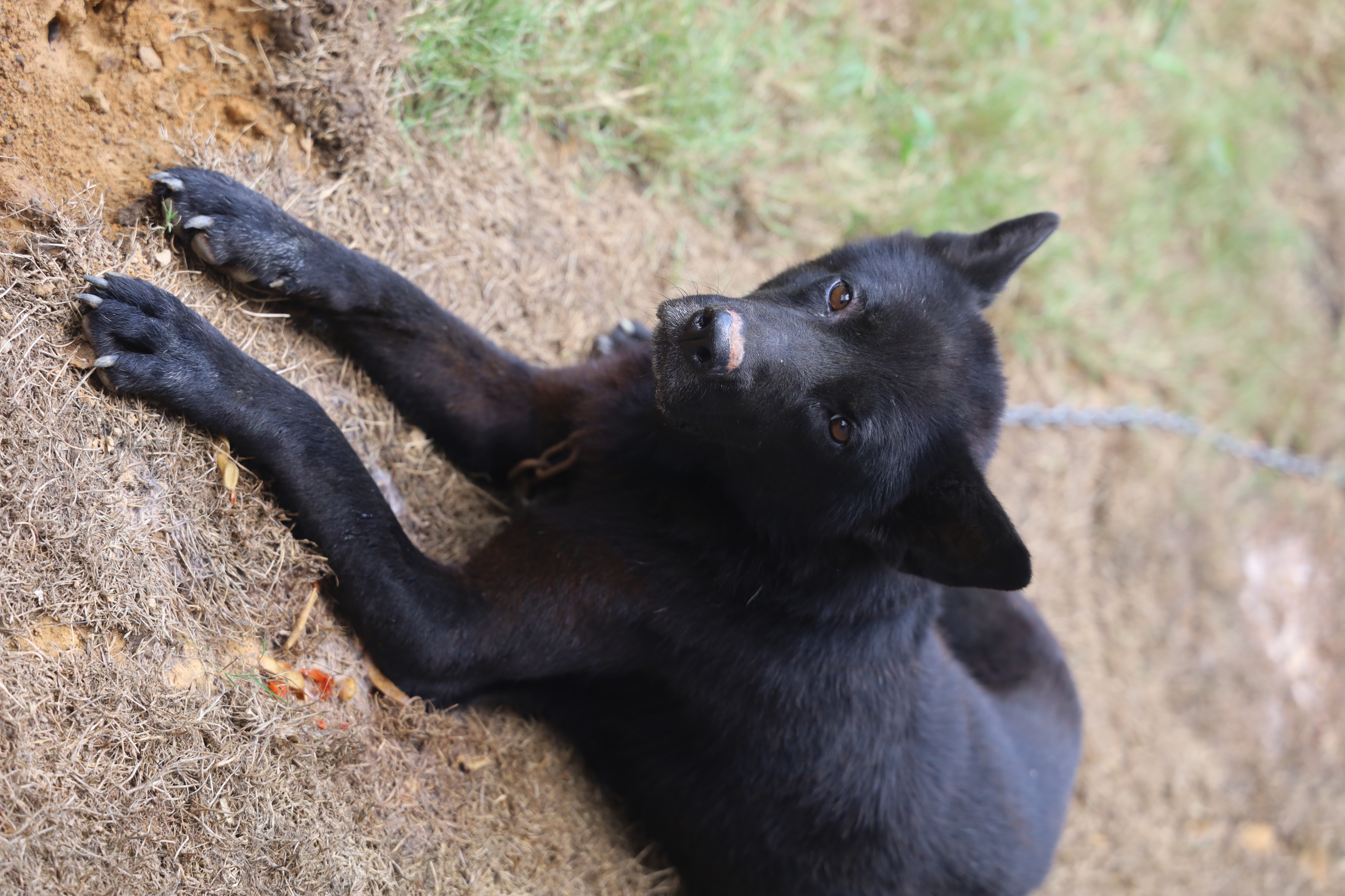 小黑—中华田园犬