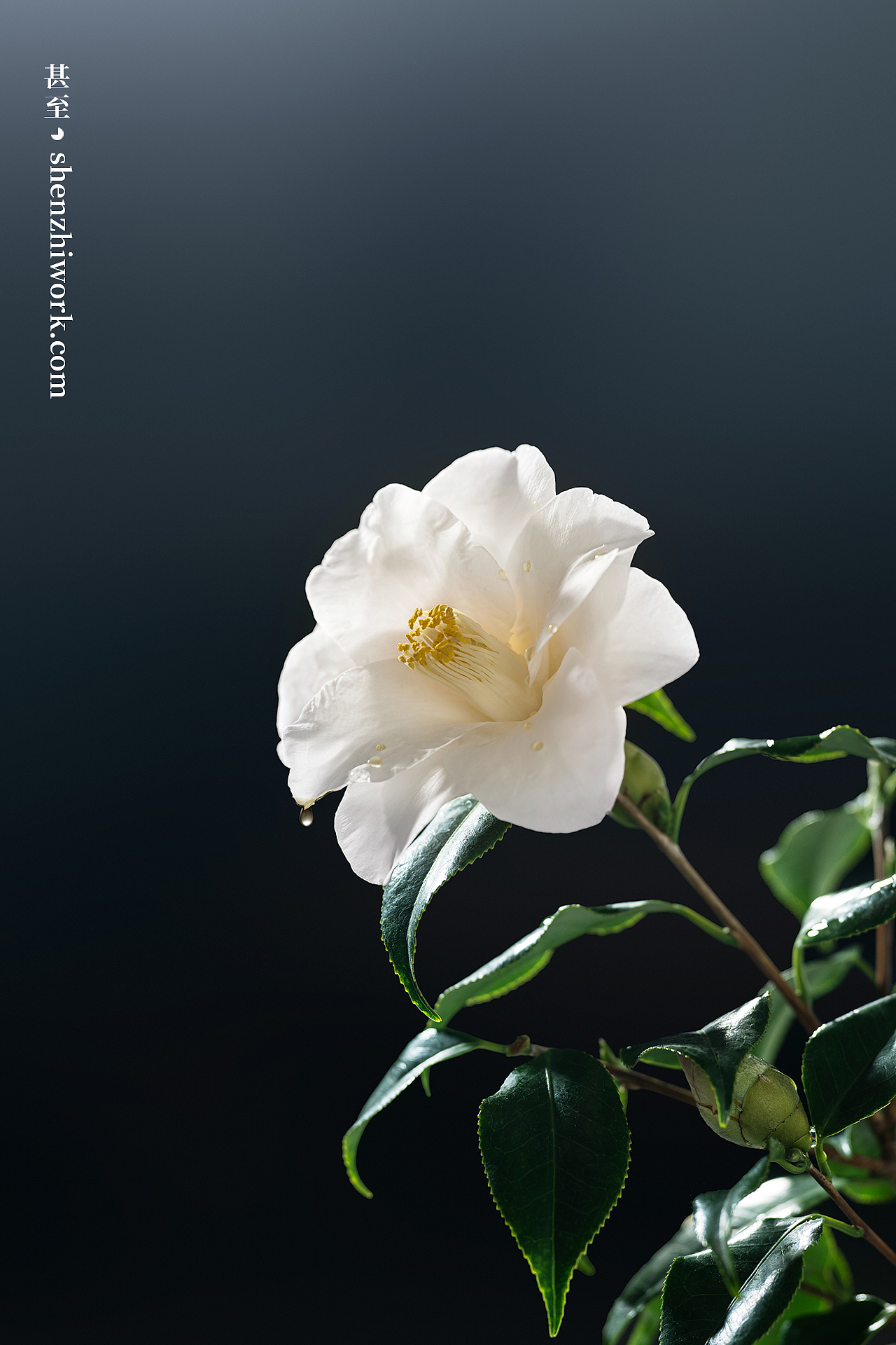 VAA×甚至创意 2023女王节主题活动视觉项目 美妆摄影