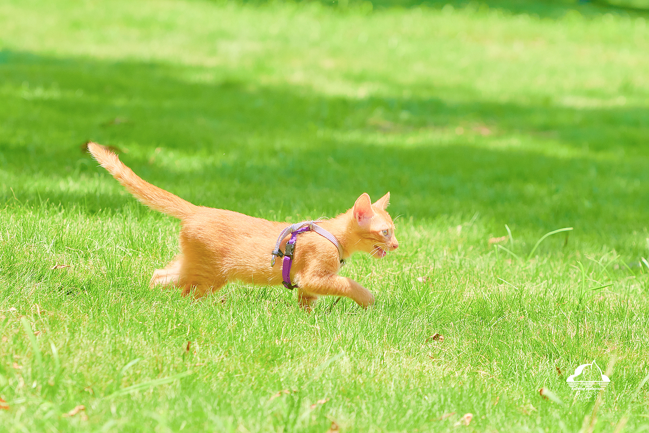 太空狗宠物摄影 孟加拉豹猫 田园猫