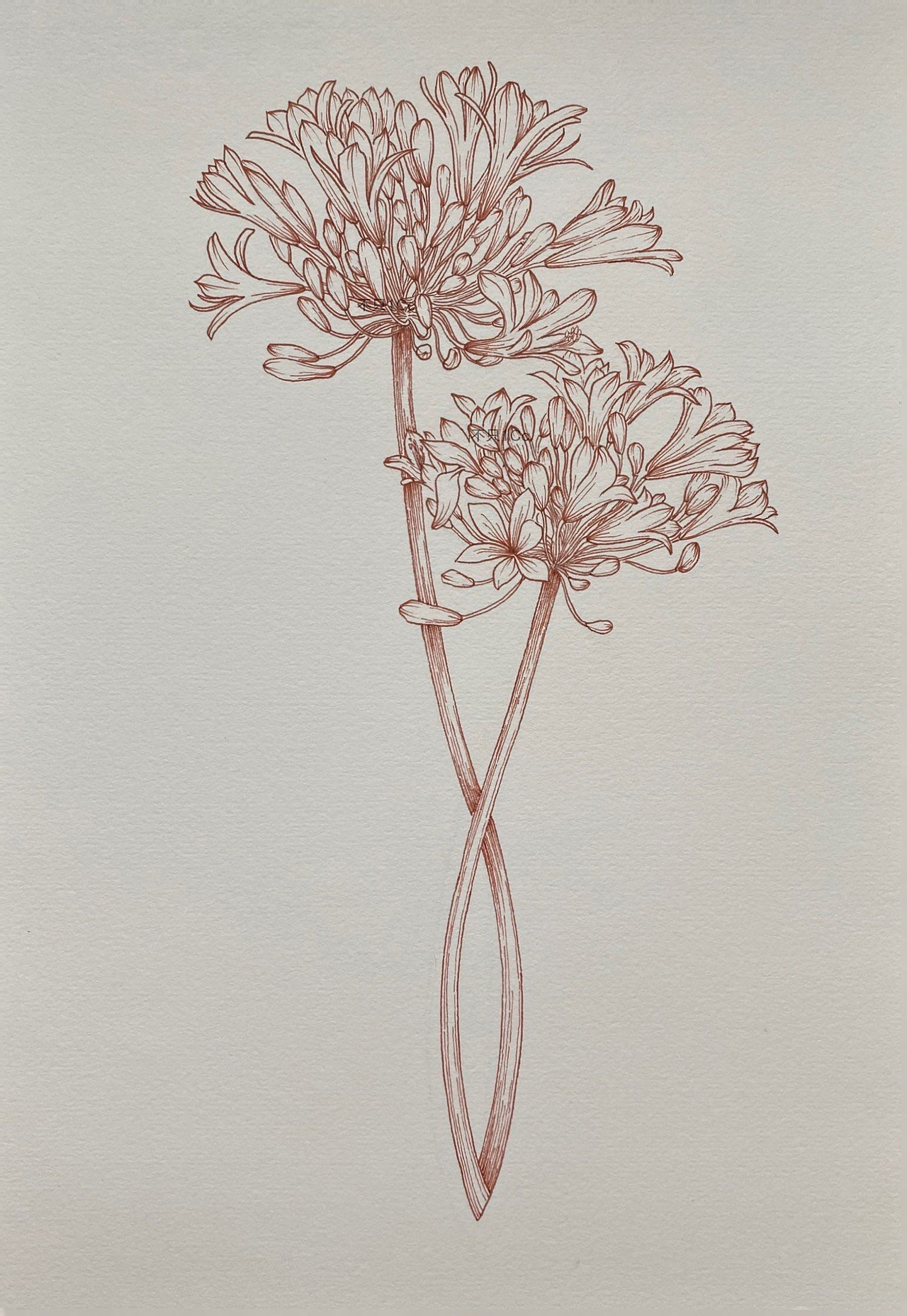 手绘植物插画 | 爱之花-百子莲