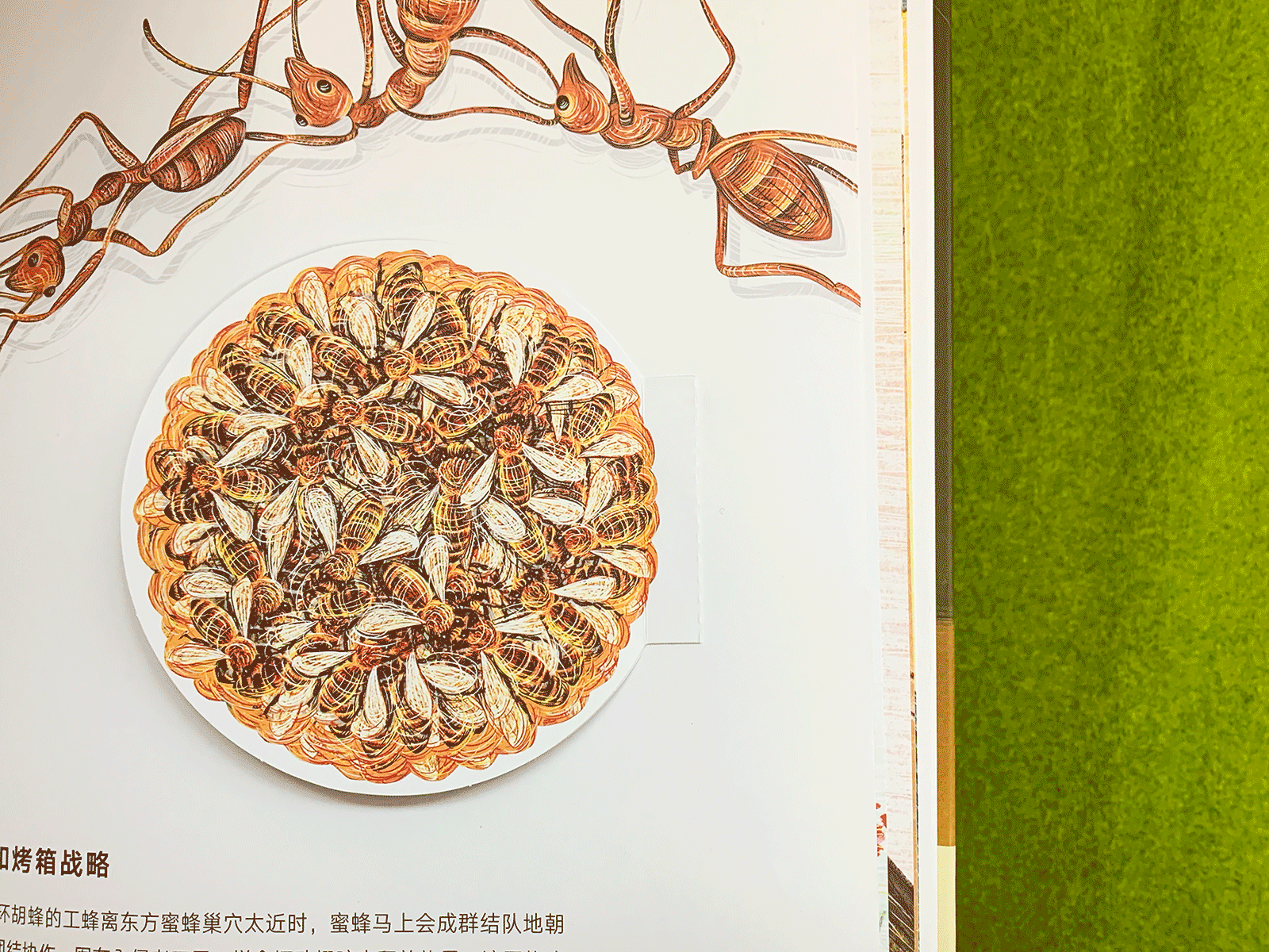 书籍设计|《小小昆虫世界》