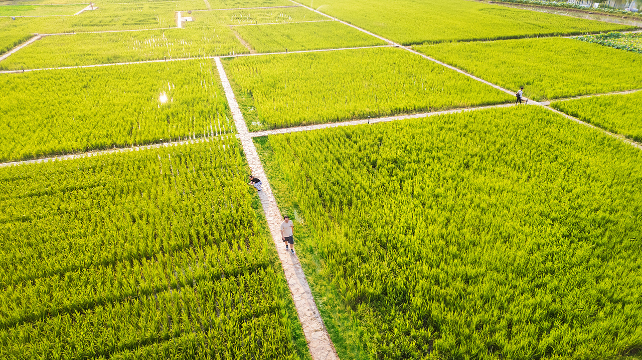西安市长安公园稻香园 | 景观摄影