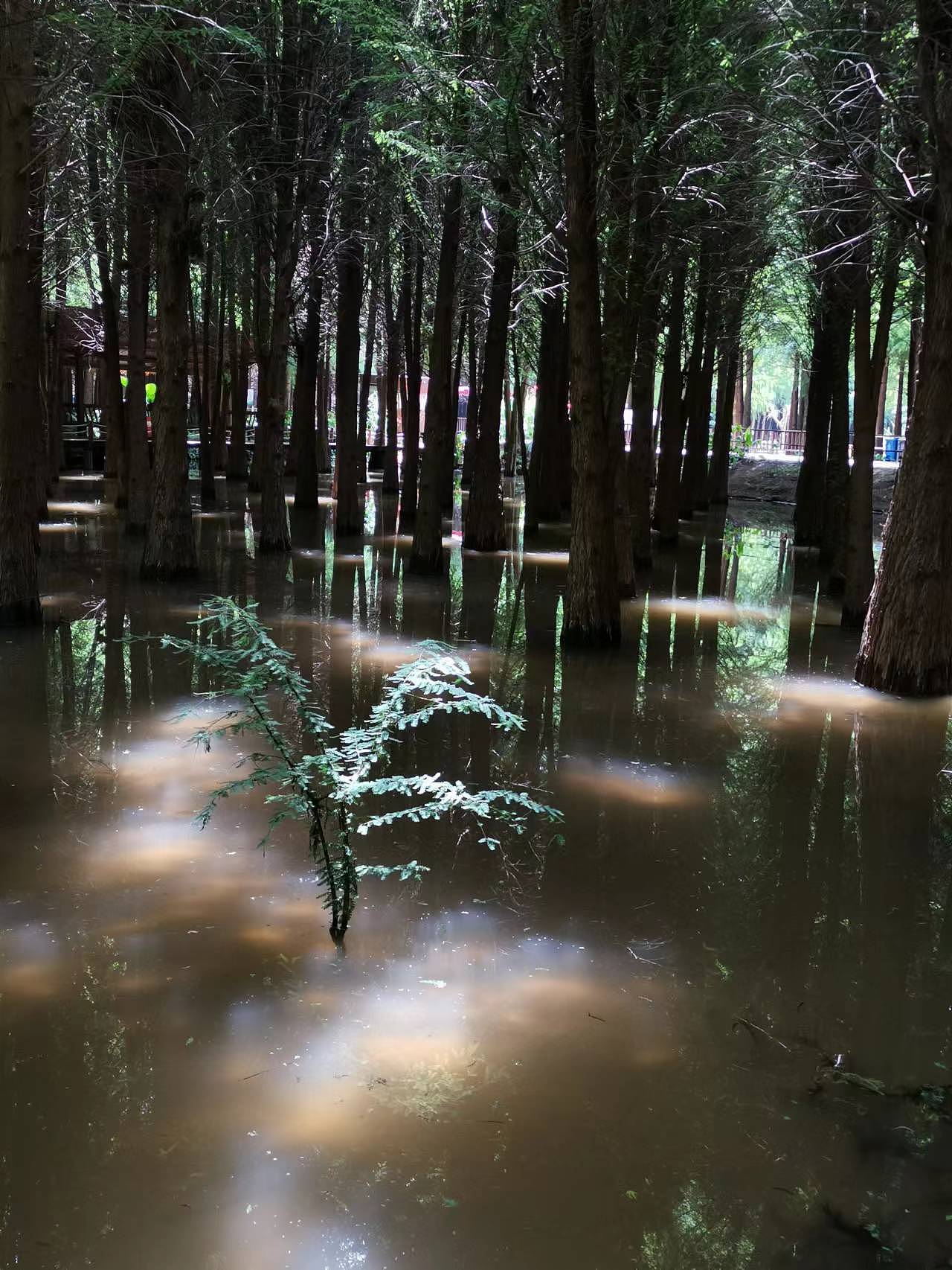 《一个天使降临的地方》华为mate20 2022/8 昆明湿地公园