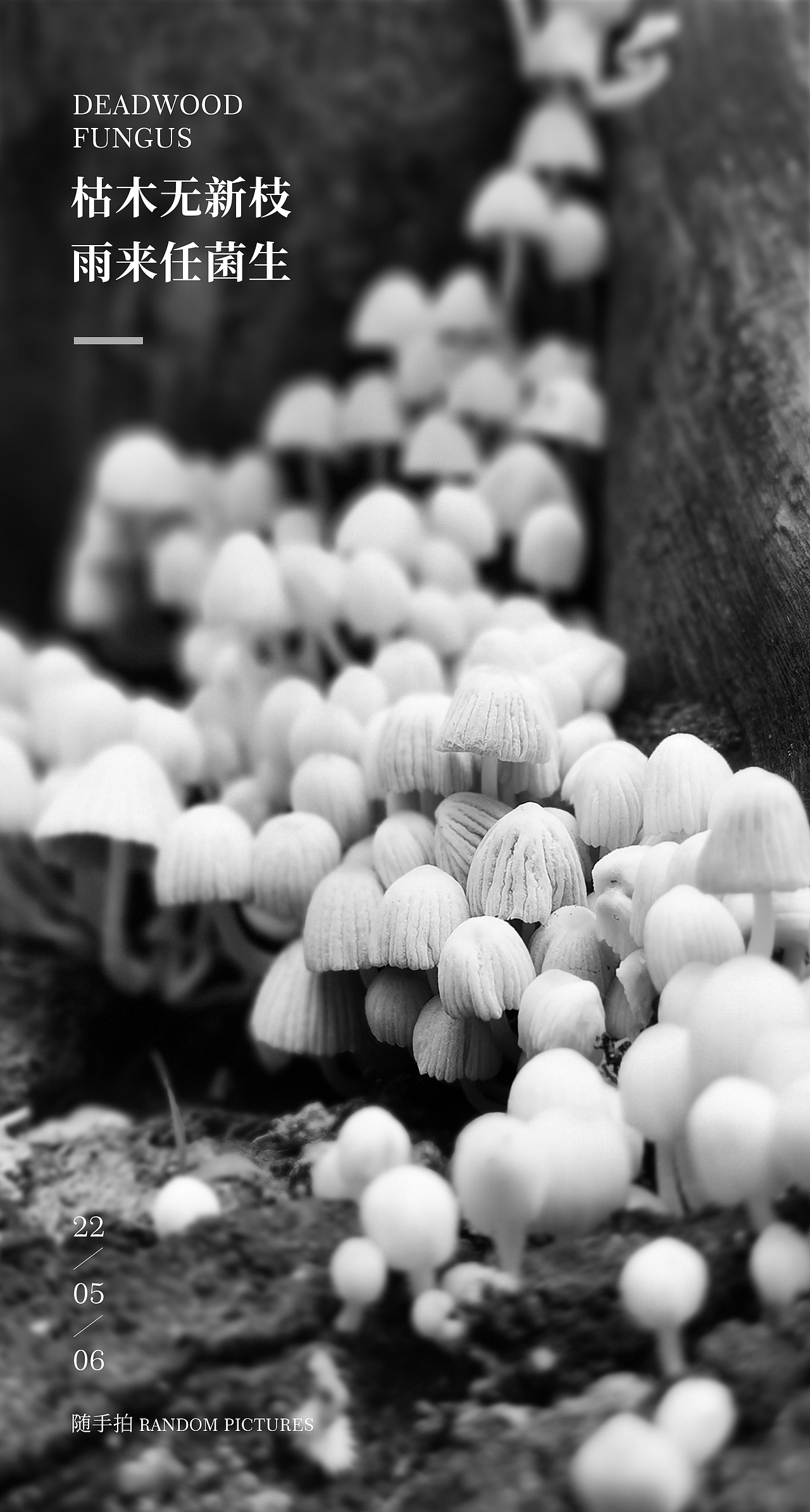 枯木与菌（图ZMzAwNjM3ODYw） - 风光摄影 - 站酷设计师原觉力原创素材 - 站酷ZCOOL