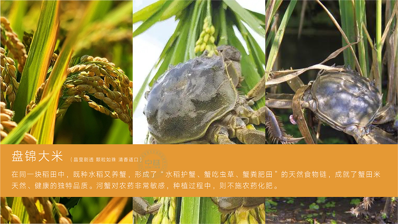 延川大米｜盘锦大米｜包装设计×中廷品牌设计（图ZMzM1MjU4NzEy） - 包装 - 站酷设计师中廷品牌设计原创素材 - 站酷ZCOOL