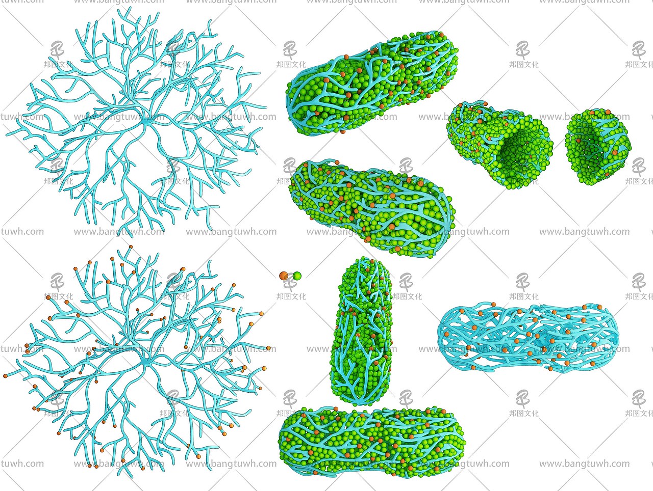 邦图科研绘图作品展示