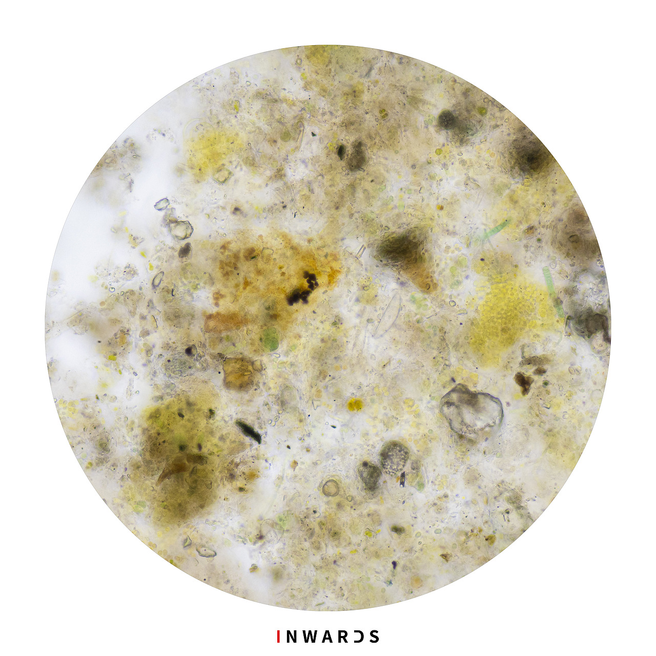 🦠（图ZMzAxOTEyOTY4） - 其他摄影 - 站酷设计师侯伯Sur原创素材 - 站酷ZCOOL