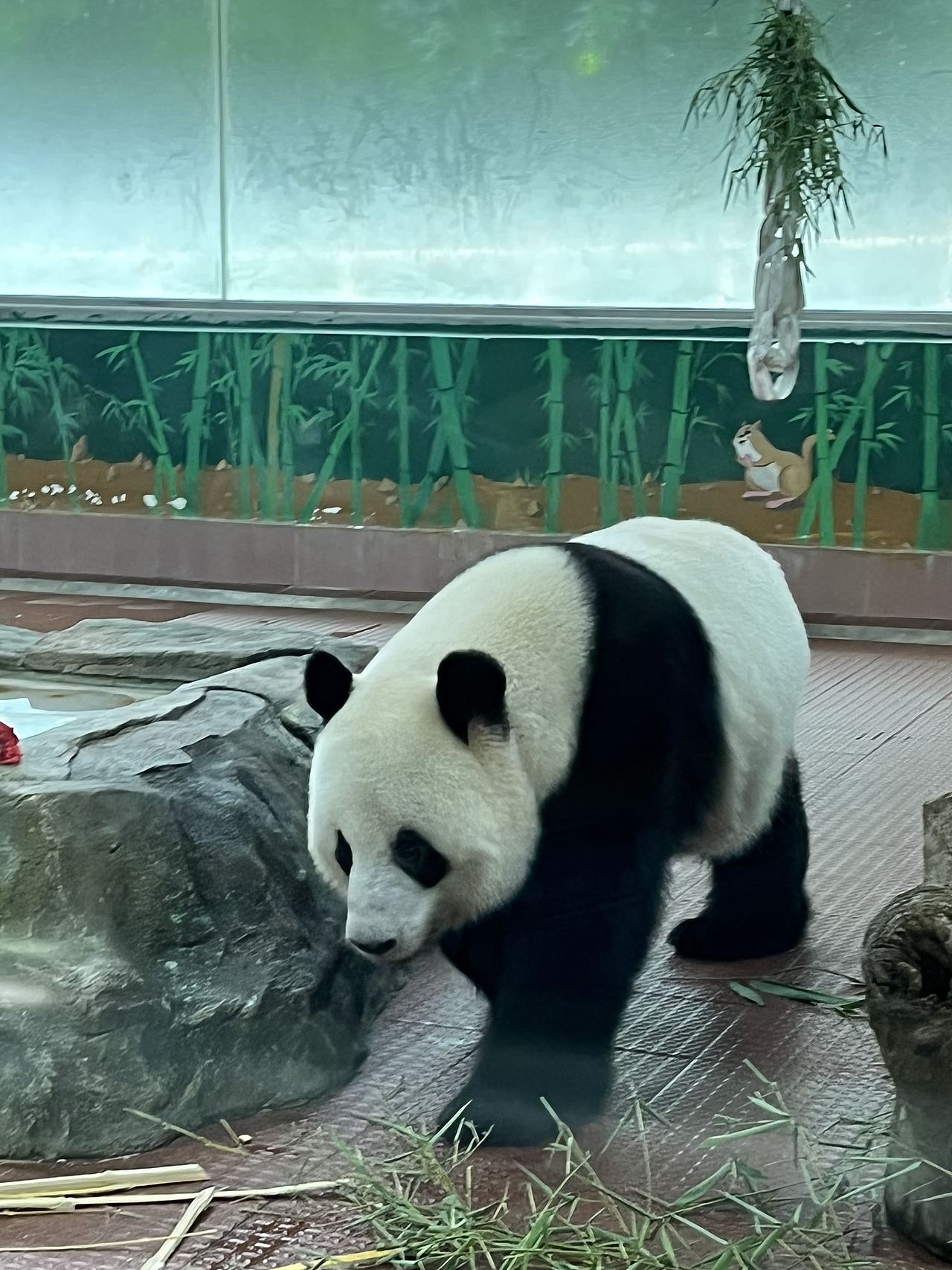 广州-广州动物园(图ZMzUwMzEyNDI0) - 风光摄影 - 站酷设计师大湾区五花肉原创素材 - 站酷ZCOOL