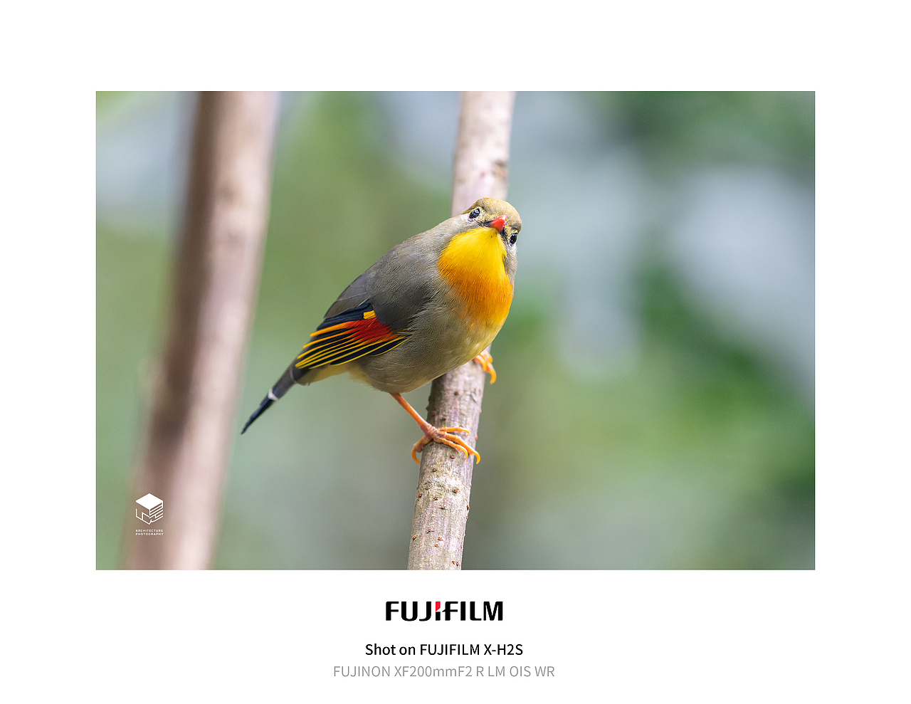 城市自然生态|鸟类(多图)