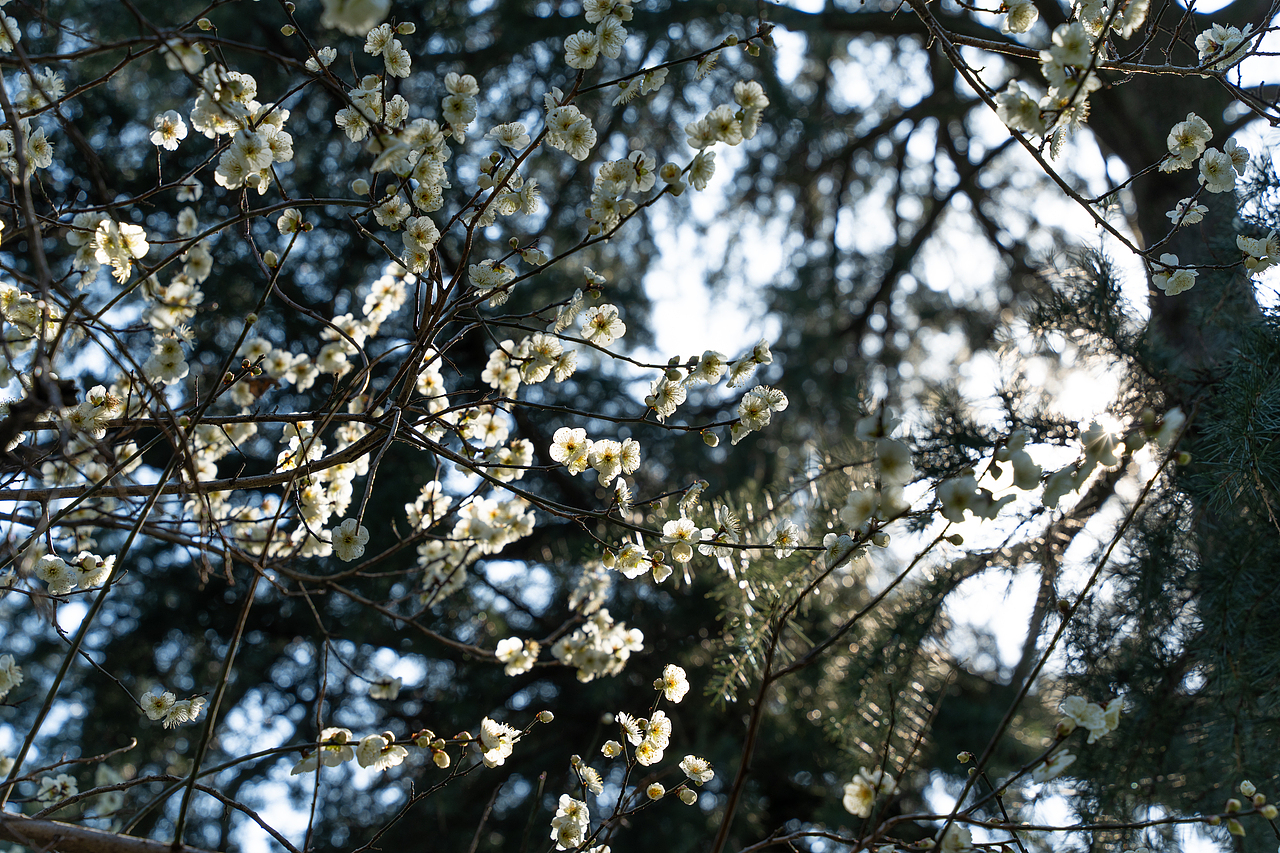 春 日（圖ZMzMyMjMzMzI0） - 其他攝影 - 站酷設(shè)計(jì)師絳的攝影日記原創(chuàng)素材 - 站酷ZCOOL