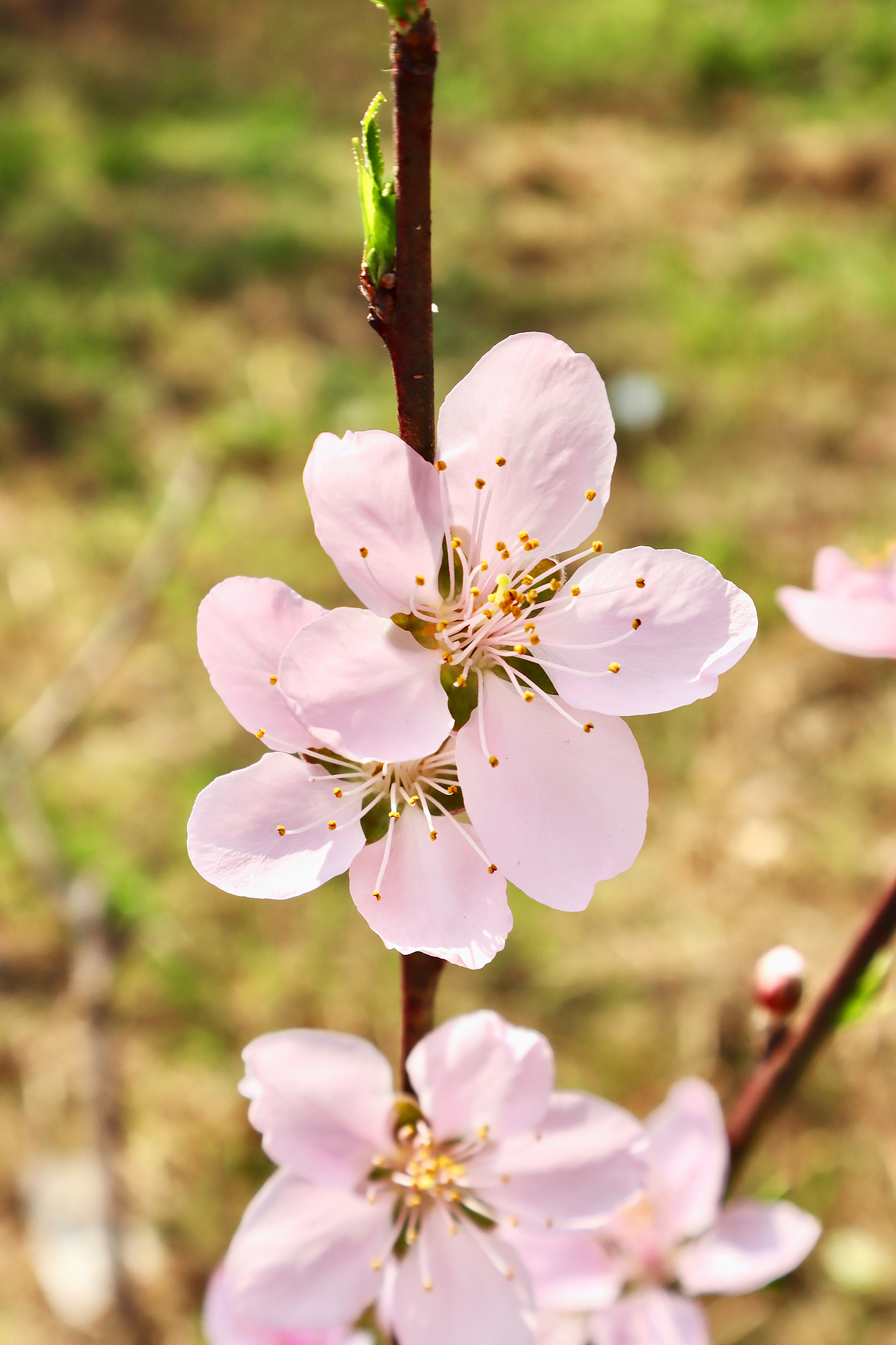 春色桃花（图ZMjk5MDc2NDI0） - 风光摄影 - 站酷设计师mint123原创素材 - 站酷ZCOOL