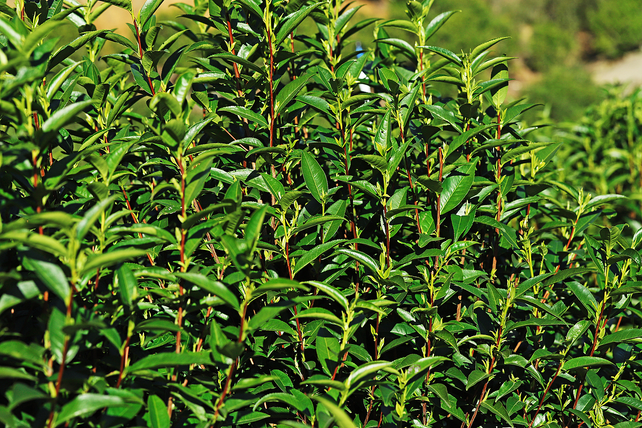 潮州凤凰山茶山照片图片