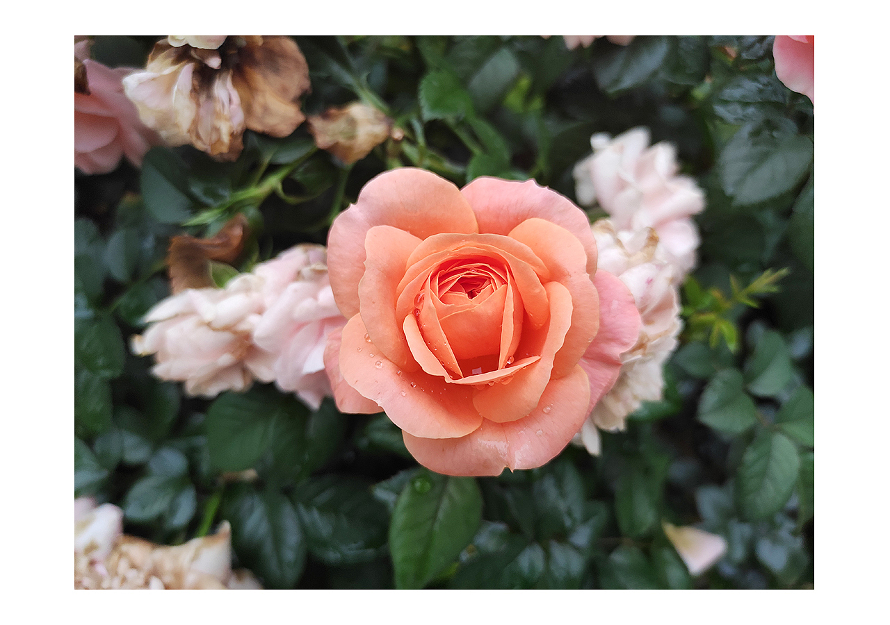 手机摄影 | 雨天的植物随拍