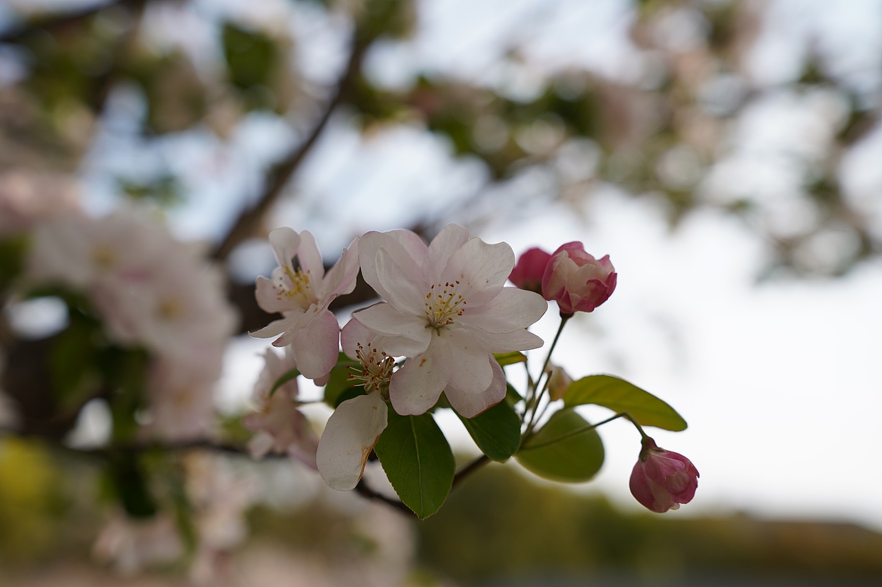 南京莫愁湖公园