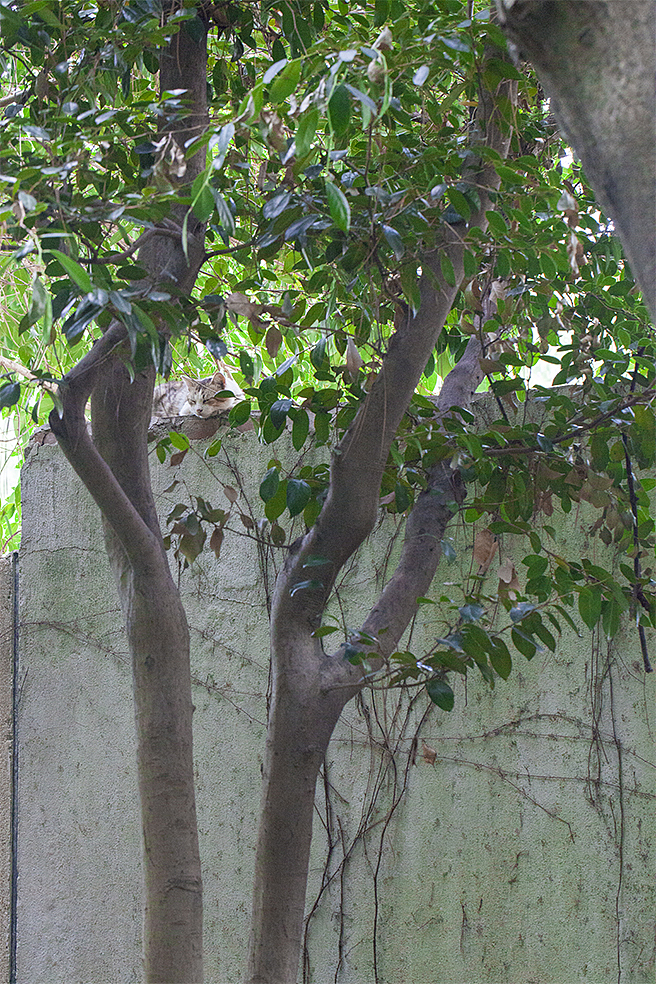 中午的猫 #创作加油站#